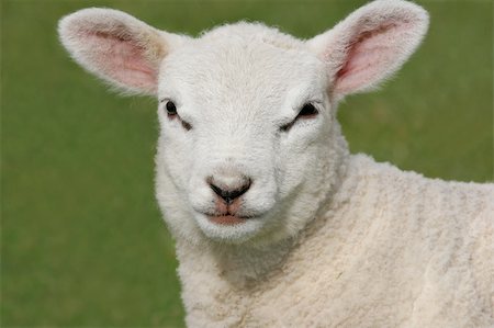 simsearch:400-04478701,k - Face of a new born white lamb in spring. Stockbilder - Microstock & Abonnement, Bildnummer: 400-04438040