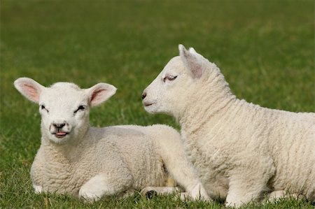 simsearch:400-04478701,k - Twin white lambs sitting next to each other in a field in Spring, one lamb is poking its tongue out. Stockbilder - Microstock & Abonnement, Bildnummer: 400-04438041