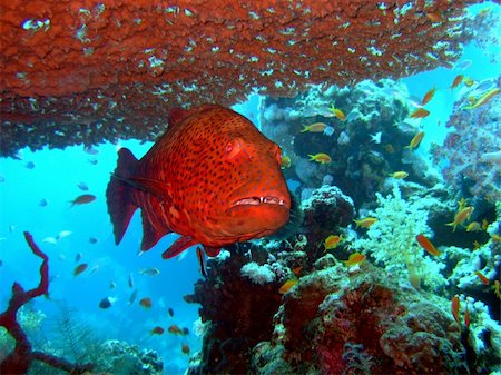 red close-up grouper in the sea Stock Photo - Budget Royalty-Free & Subscription, Code: 400-04438073