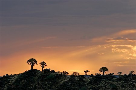 simsearch:400-04033153,k - Silhouettes of quiver trees (Aloe dichotoma) at sunrise, Namibia Stock Photo - Budget Royalty-Free & Subscription, Code: 400-04438143