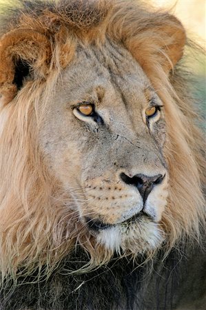 simsearch:400-03909558,k - Portrait of a big male lion (Panthera leo), Kalahari, South Africa Fotografie stock - Microstock e Abbonamento, Codice: 400-04438192