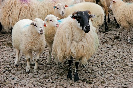 Black-headed Irish mountain sheep ewe with lambs Stock Photo - Budget Royalty-Free & Subscription, Code: 400-04438284