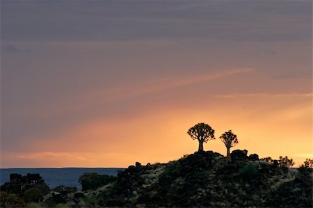 simsearch:400-04470445,k - Silhouettes of quiver trees (Aloe dichotoma) at sunrise, Namibia Stockbilder - Microstock & Abonnement, Bildnummer: 400-04438285