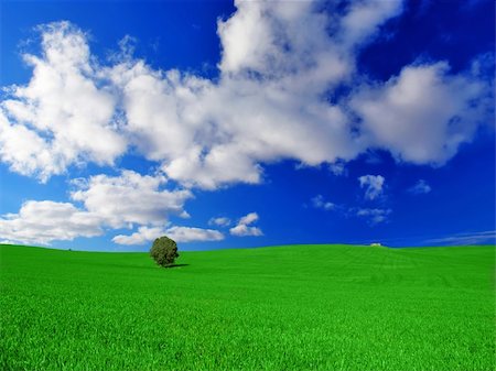 Green Meadow with Single Tree Stock Photo - Budget Royalty-Free & Subscription, Code: 400-04438424