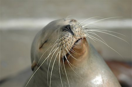 A California Sea Lion playfully shows it's nose to the photographer. Photographie de stock - Aubaine LD & Abonnement, Code: 400-04439013