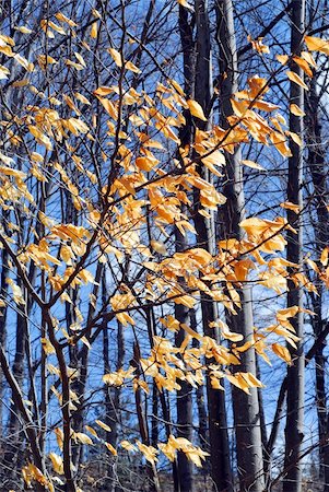 Forest in late fall with bright blue sky Foto de stock - Super Valor sin royalties y Suscripción, Código: 400-04439097