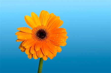 simsearch:400-04861419,k - Beautiful orange flower with water drops on a blue background Foto de stock - Super Valor sin royalties y Suscripción, Código: 400-04439271