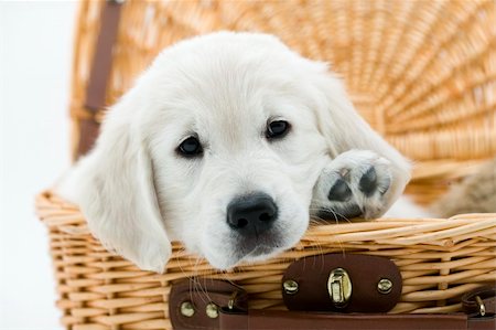 simsearch:400-04000242,k - Golden retriever in studio shoot Foto de stock - Super Valor sin royalties y Suscripción, Código: 400-04439297