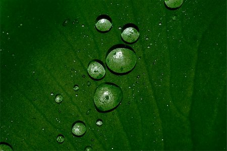 Water droplets on a leaf Foto de stock - Super Valor sin royalties y Suscripción, Código: 400-04439305