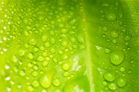 Macro of a leaf covered in water droplets - shallow DOF Foto de stock - Super Valor sin royalties y Suscripción, Código: 400-04439306