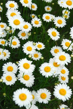 simsearch:400-04830667,k - Wild daisies growing in a green meadow Photographie de stock - Aubaine LD & Abonnement, Code: 400-04439518