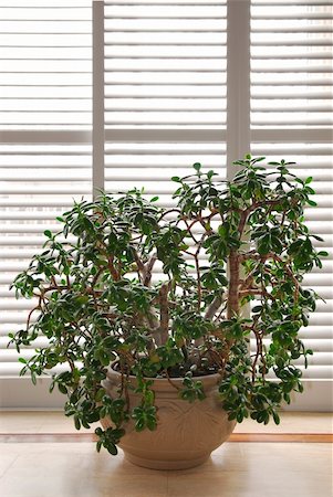 House plant jade tree in a pot and glass wall with blinds Stock Photo - Budget Royalty-Free & Subscription, Code: 400-04439523