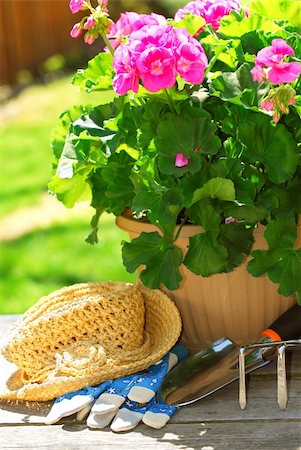 simsearch:400-04439731,k - Pot of geraniums flowers with gardening tools Photographie de stock - Aubaine LD & Abonnement, Code: 400-04439730