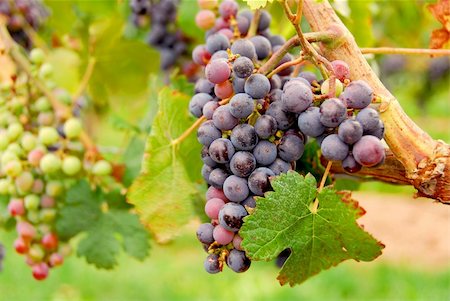 simsearch:400-04654701,k - Red grapes growing on a vine Photographie de stock - Aubaine LD & Abonnement, Code: 400-04430104