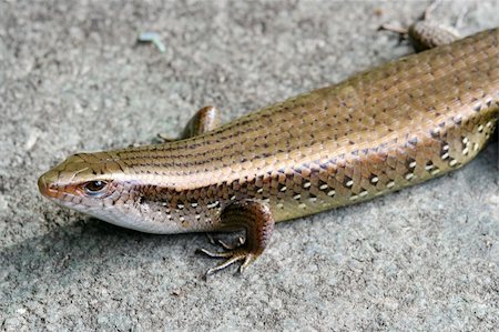 A fully grown skinks lizard. Stock Photo - Budget Royalty-Free & Subscription, Code: 400-04430153