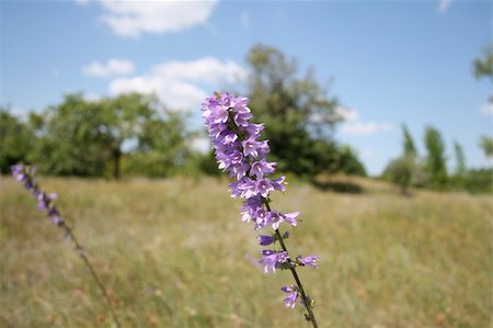 The close up photo of bellflower in meadow. In backside your can see nature, trees,grass,sky. Stock Photo - Budget Royalty-Free & Subscription, Code: 400-04430256
