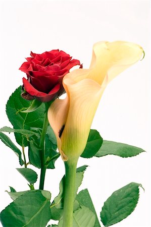 simsearch:400-04861419,k - A Yellow Lily & Rose against a plain background Foto de stock - Super Valor sin royalties y Suscripción, Código: 400-04430359