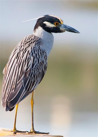 Yellow-crowned Night Heron chilling on a dock in central Florida Stock Photo - Budget Royalty-Free & Subscription, Code: 400-04430387