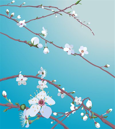 siebensternnadel - Beautiful blossom flowers on a tree. No meshes used. Stockbilder - Microstock & Abonnement, Bildnummer: 400-04430432