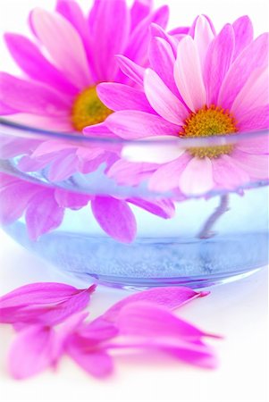 Closeup of pink flower blossoms floating in water Stock Photo - Budget Royalty-Free & Subscription, Code: 400-04430454