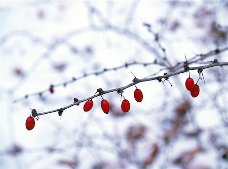 simsearch:689-03128629,k - detail of red berry stem-- Berberis canadensis (American Barberry)-- on mid-winter snowy day, Eastern Pennsylvania.  Pocono Mountains scene. Stock Photo - Budget Royalty-Free & Subscription, Code: 400-04430761