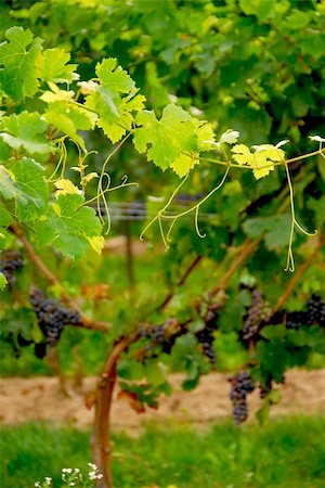 simsearch:400-05316991,k - Backlit branch of grape vine Photographie de stock - Aubaine LD & Abonnement, Code: 400-04431187