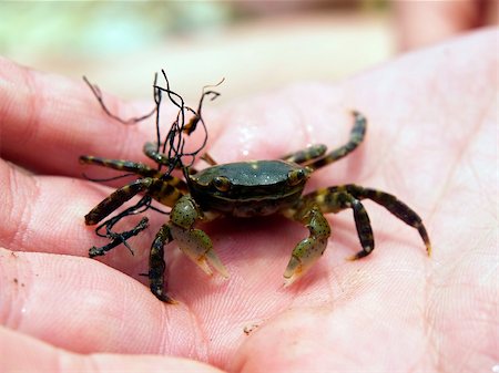 steam fish - small crab on the man's palm Stock Photo - Budget Royalty-Free & Subscription, Code: 400-04431210