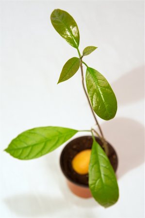 rostock - Seeds from the eaten avocado can be brought up Photographie de stock - Aubaine LD & Abonnement, Code: 400-04431234
