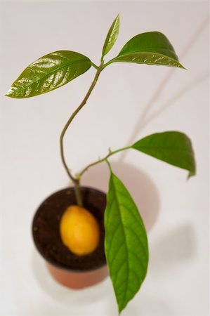 rostock - Seeds from the eaten avocado can be brought up Foto de stock - Super Valor sin royalties y Suscripción, Código: 400-04431235