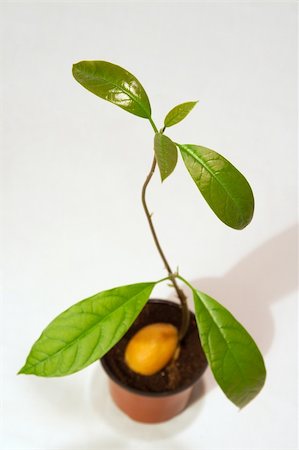 rostock - Seeds from the eaten avocado can be brought up Foto de stock - Super Valor sin royalties y Suscripción, Código: 400-04431236