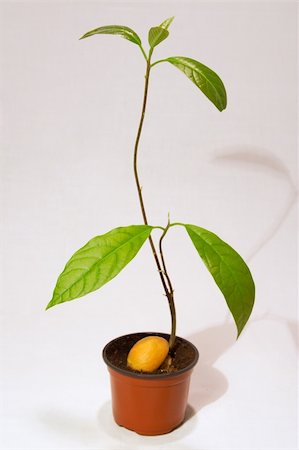 rostock - Seeds from the eaten avocado can be brought up Foto de stock - Super Valor sin royalties y Suscripción, Código: 400-04431238