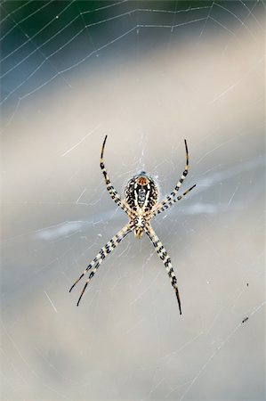 simsearch:400-04645267,k - Spider in the middle of a web Stock Photo - Budget Royalty-Free & Subscription, Code: 400-04431275
