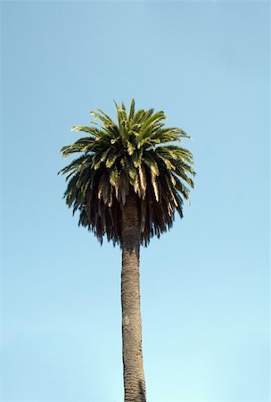 Palm tree against a blue sky Fotografie stock - Microstock e Abbonamento, Codice: 400-04431280