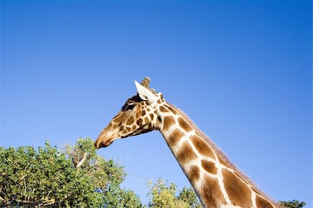 simsearch:400-03934177,k - Close up shot of a giraffe Fotografie stock - Microstock e Abbonamento, Codice: 400-04431283