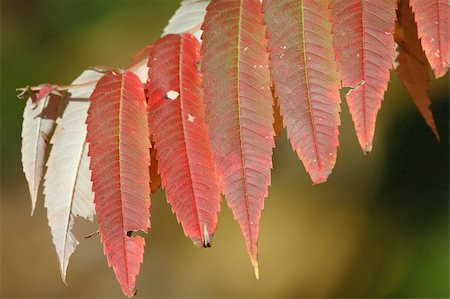 sommaco - red sumac leaves in autumn Fotografie stock - Microstock e Abbonamento, Codice: 400-04431323