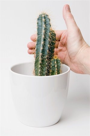 simsearch:400-04030678,k - A hand about to get pricked by a cactus. This picture represents pain, danger and risk. Stock Photo - Budget Royalty-Free & Subscription, Code: 400-04431530