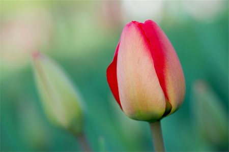 simsearch:400-04475956,k - Tulips. Spring flowers. Blossom Photographie de stock - Aubaine LD & Abonnement, Code: 400-04431560