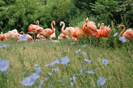A flock of pink flamingo on green grass Foto de stock - Super Valor sin royalties y Suscripción, Código: 400-04431585