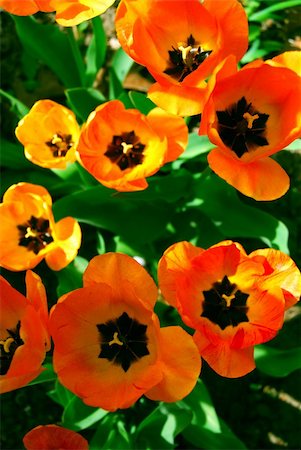 simsearch:400-04569116,k - Bright orange spring tulips view from top Photographie de stock - Aubaine LD & Abonnement, Code: 400-04431684