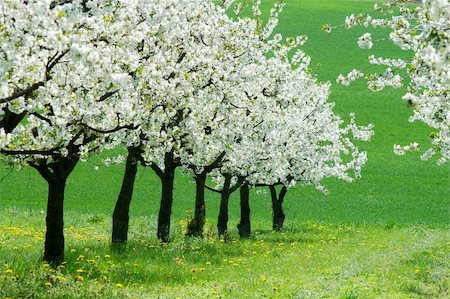 felinda (artist) - blossoming cherry-trees Photographie de stock - Aubaine LD & Abonnement, Code: 400-04431720