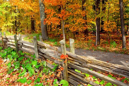 simsearch:400-04750237,k - Scenic view of colorful forest in the fall and country road Foto de stock - Super Valor sin royalties y Suscripción, Código: 400-04431797