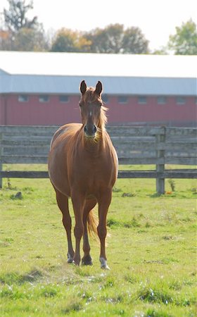 simsearch:400-04938094,k - Beautiful brown stallion on a ranch meadow Stockbilder - Microstock & Abonnement, Bildnummer: 400-04431801