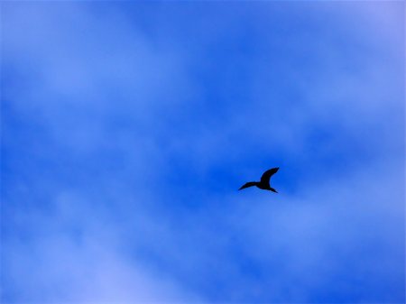 portrait of big bird in blue sky Fotografie stock - Microstock e Abbonamento, Codice: 400-04432053