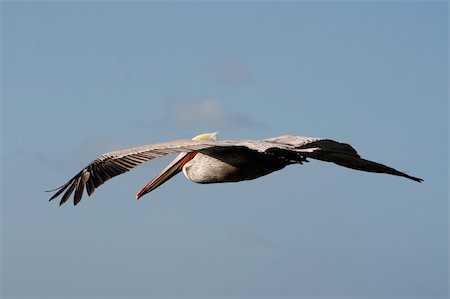 pelicans flying - Beautiful white pelican in california shell beach Stock Photo - Budget Royalty-Free & Subscription, Code: 400-04432362