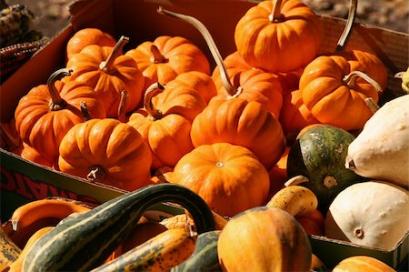 pumpkin leaf pattern - Basket of Holiday Pumpkins and Squash Foto de stock - Super Valor sin royalties y Suscripción, Código: 400-04432623