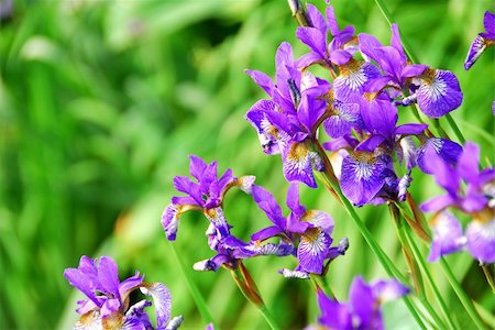 simsearch:400-04439518,k - Beautiful purple irises blooming in spring time Stock Photo - Budget Royalty-Free & Subscription, Code: 400-04432731