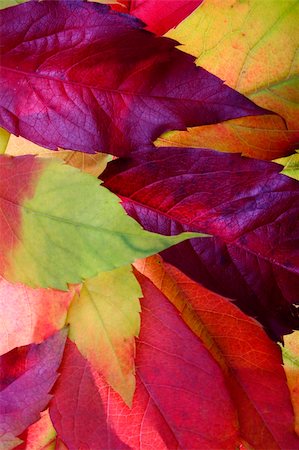 red canadian maple leafs background - Autumn leaves backgrounds Stock Photo - Budget Royalty-Free & Subscription, Code: 400-04433117