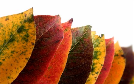 simsearch:400-05880107,k - Autumn leaves backgrounds Photographie de stock - Aubaine LD & Abonnement, Code: 400-04433118