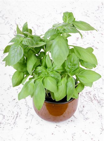 potted herbs - Basil plant Stock Photo - Budget Royalty-Free & Subscription, Code: 400-04433113
