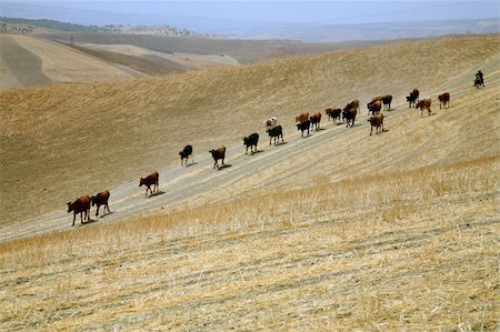 simsearch:700-02245131,k - Fields and mountain in the region of Meknes in Morocco Photographie de stock - Aubaine LD & Abonnement, Code: 400-04433163